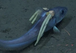 Criatura misteriosa encontrada no fundo do mar chocou cientistas