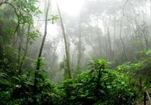 Cientistas descobrem um ‘mundo perdido’ no alto da Amazônia
