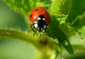 Insetos estão desaparecendo do planeta – Descubra as causas
